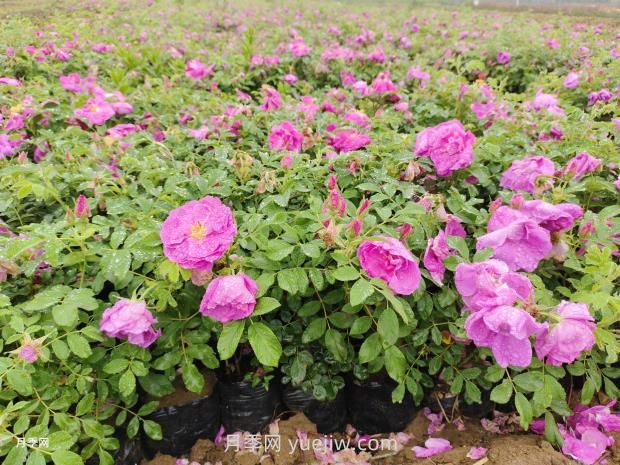 通俗版：蔷薇、月季、玫瑰分辨指南(图3)