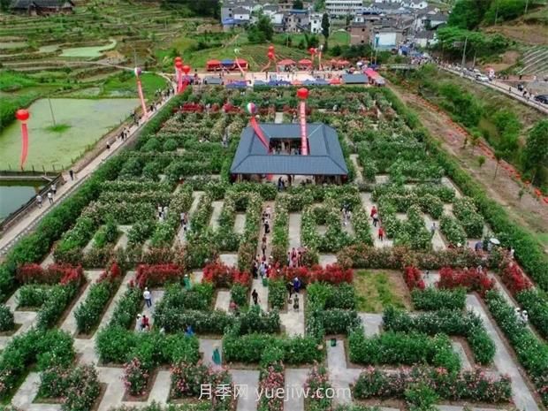 月季园：泸州古蔺大寨花海迷宫(图3)