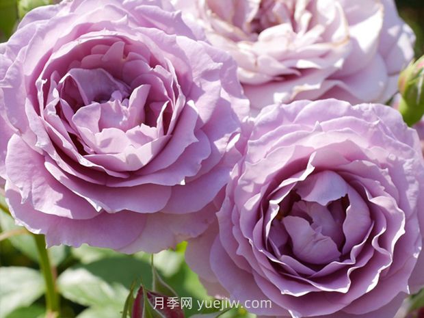 推荐8款月季，好养又好看，耐开抗性好，值得拥有(图5)