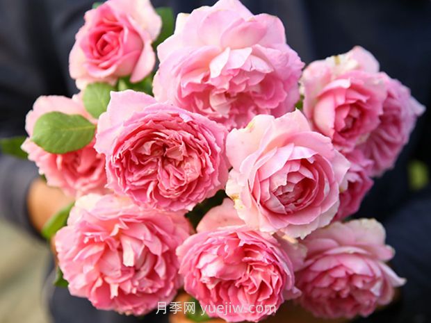 没有刺的藤本月季品种有哪些(图3)