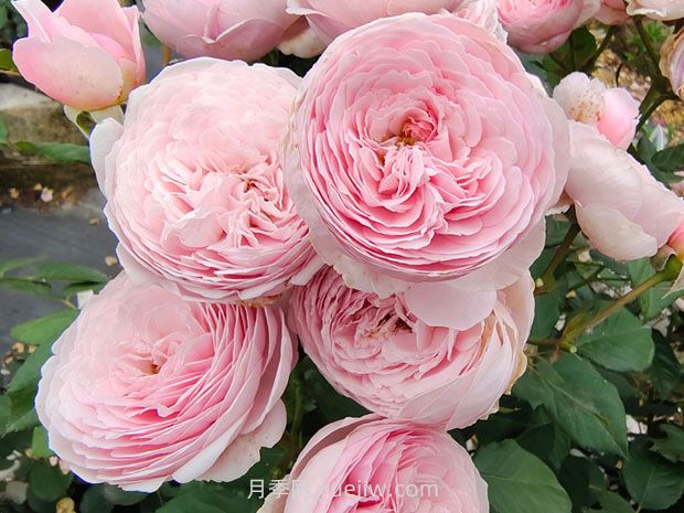 没有刺的藤本月季品种有哪些(图4)