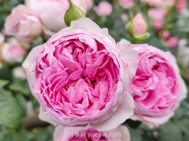 没有刺的藤本月季品种有哪些(图5)