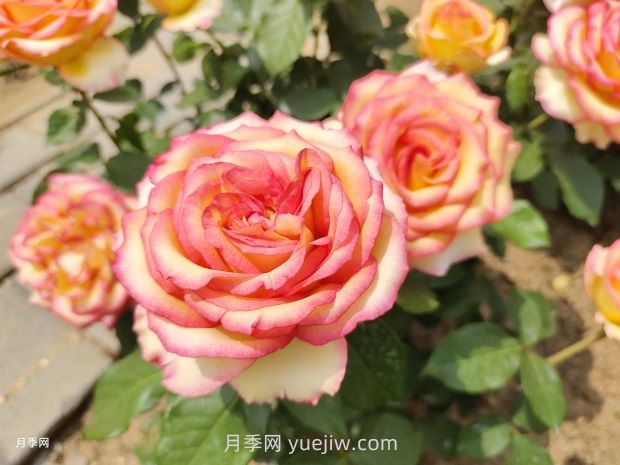 推荐50个大花浓香的热门月季品种(图7)