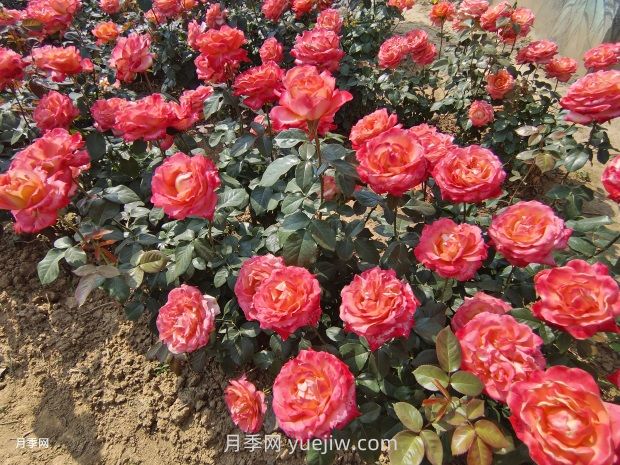 园林花卉的养护管理(图1) 园林花卉的养护管理(图1)