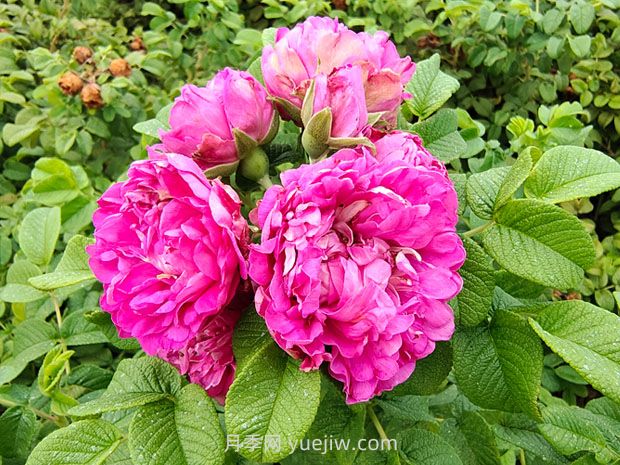 玫瑰与月季的前世今生(图1) 玫瑰与月季的前世今生(图1)