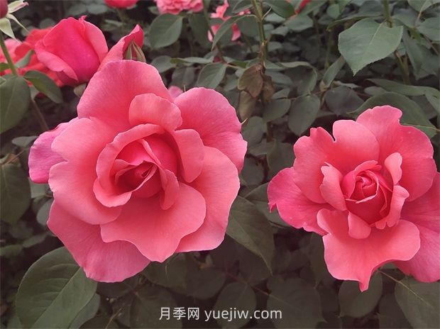 玫瑰与月季的前世今生(图2) 玫瑰与月季的前世今生(图2)