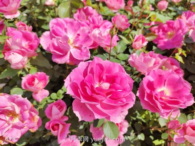 玫瑰与月季的前世今生(图4) 玫瑰与月季的前世今生(图4)