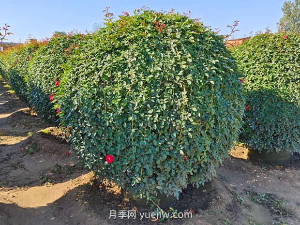 月季花球的园艺美学(图3)