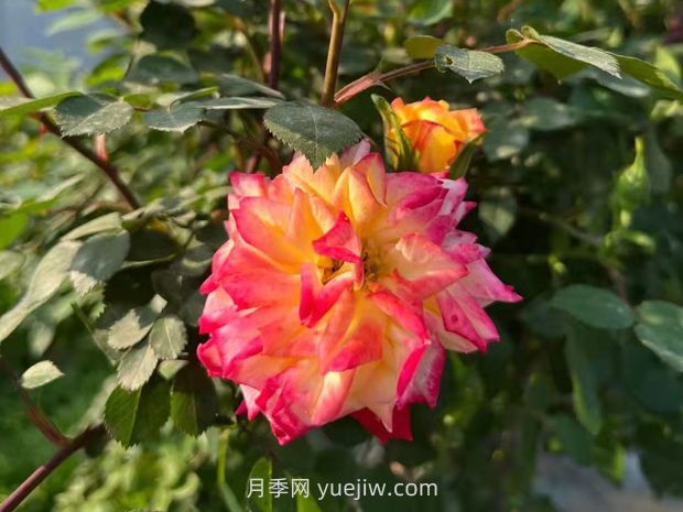 一个品种能开3种以上的颜色,变色龙藤彩虹月季(图2) 一个品种能开3种以上的颜色,变色龙藤彩虹月季(图2)