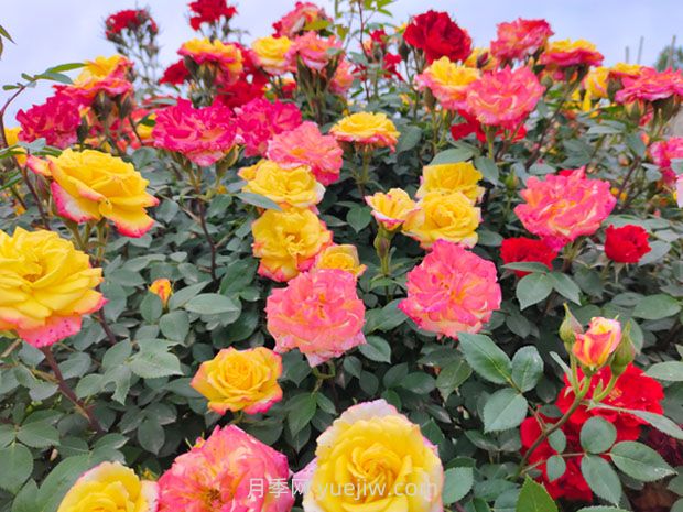 一个品种能开3种以上的颜色,变色龙藤彩虹月季(图1) 一个品种能开3种以上的颜色,变色龙藤彩虹月季(图1)