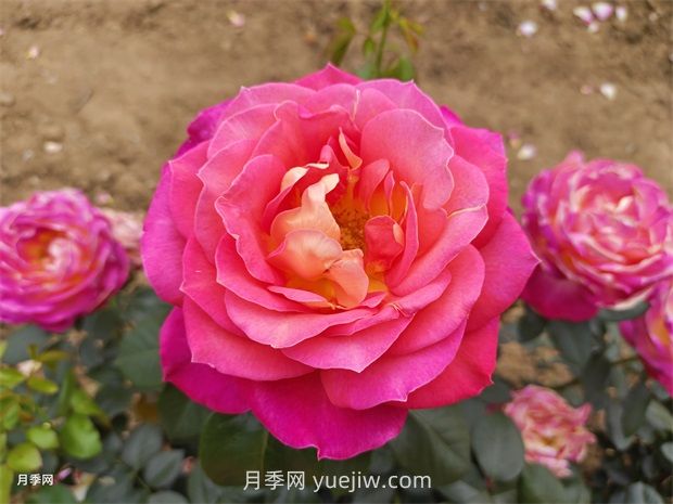 玫瑰的节日:世界各地的玫瑰庆典(图1) 玫瑰的节日:世界各地的玫瑰庆典(图1)