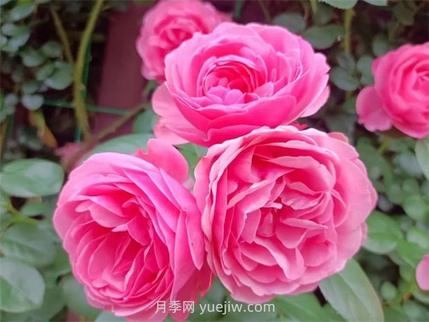 丽水月季花开我在这里等你(图1) 丽水月季花开我在这里等你(图1)