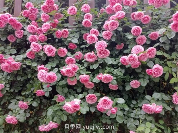 丽水月季花开我在这里等你(图2) 丽水月季花开我在这里等你(图2)