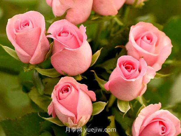 复活月季(图1) 复活月季(图1)