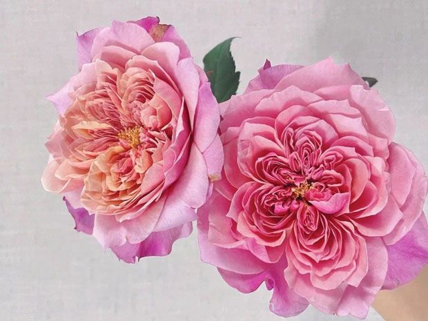 雅致皇后月季(图1)