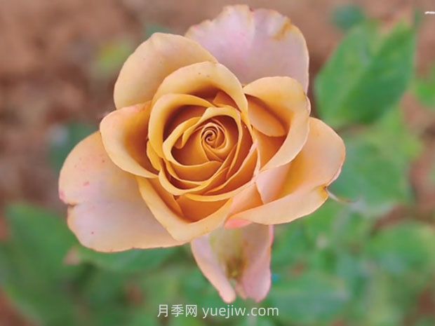 铜雀台月季(图1)