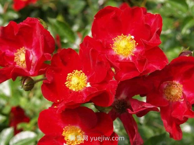 红色天鹅绒地毯优缺点，适合华南的耐湿热月季(图1)