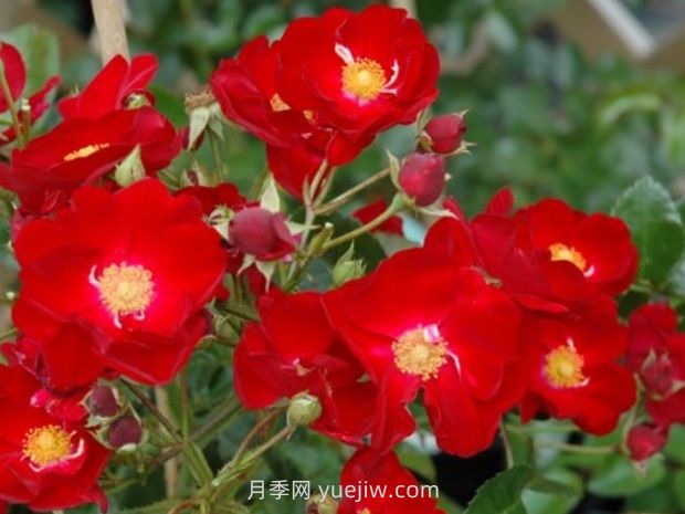 红色天鹅绒地毯优缺点，适合华南的耐湿热月季(图2)