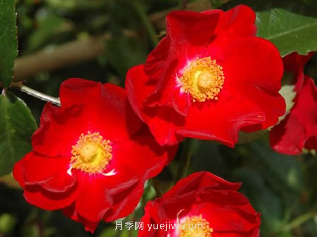 红色天鹅绒地毯优缺点，适合华南的耐湿热月季(图3)