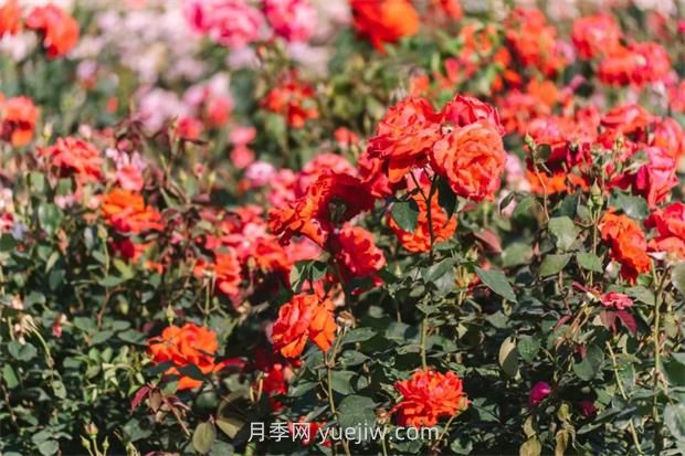 月季天花板,上海滨江森林公园浪漫的月季花墙盛开(图3) 月季天花板,上海滨江森林公园浪漫的月季花墙盛开(图3)