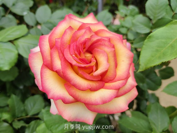 月季的浪漫传奇：从古至今月季在文学中的地位(图1)