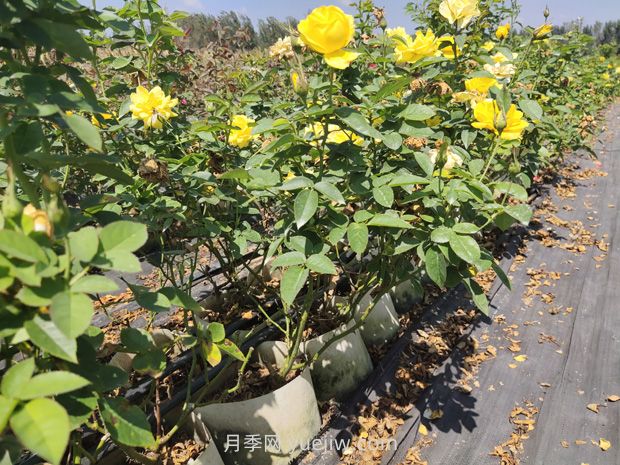 苗木叶片发黄怎么办？原因分析和解决施策(图1)