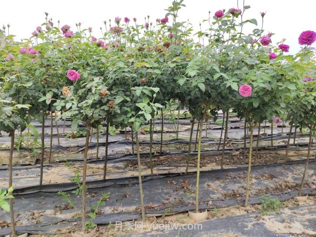 树状月季的品种与分类(图2) 树状月季的品种与分类(图2)