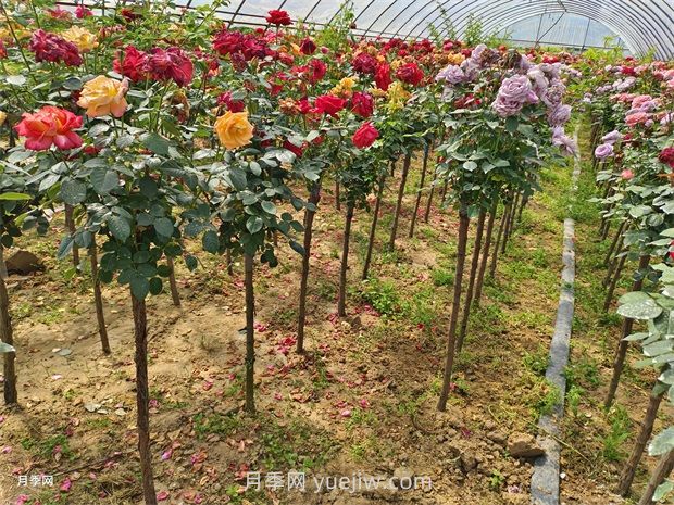 树状月季的品种与分类(图1) 树状月季的品种与分类(图1)