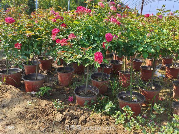 月季新手花友的基础养护方法(图2) 月季新手花友的基础养护方法(图2)