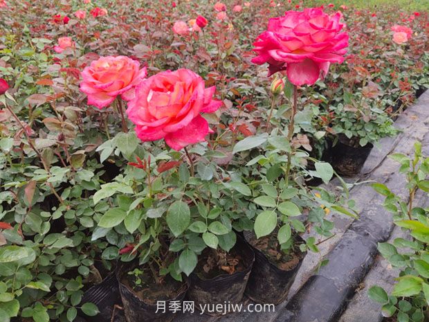 月季新手花友的基础养护方法(图3) 月季新手花友的基础养护方法(图3)