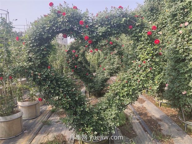 常用的苗木造型技术(图1) 常用的苗木造型技术(图1)