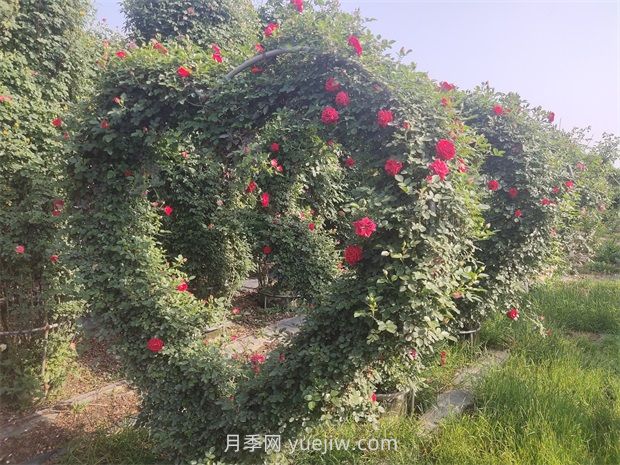 心形造型月季/爱心月季(图3)