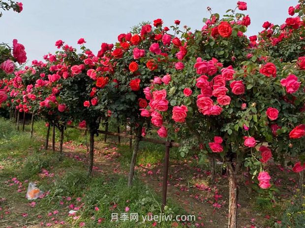 绿化养护需要具备的专业知识和技能(图1) 绿化养护需要具备的专业知识和技能(图1)