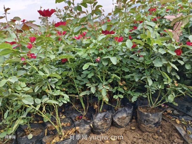 5月下旬月季容易黄叶的原因和应对措施(图2)
