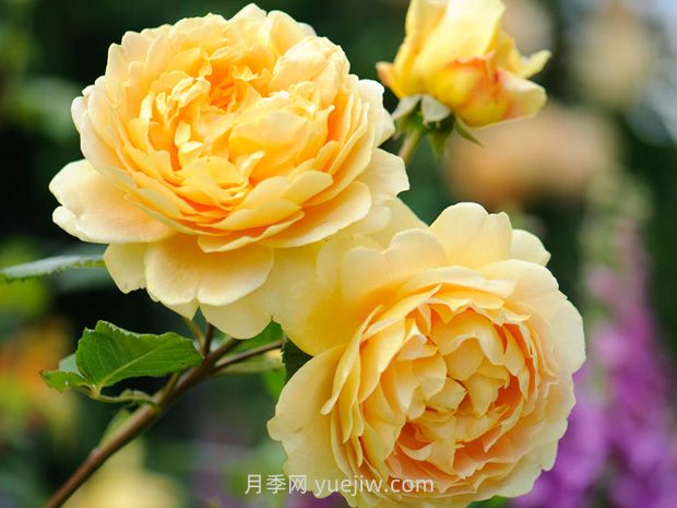 英国大卫奥斯汀月季介绍(图1) 英国大卫奥斯汀月季,品种汇集(图1)