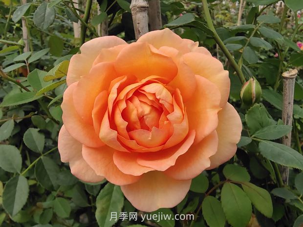 英国大卫奥斯汀月季介绍(图2) 英国大卫奥斯汀月季,品种汇集(图3)