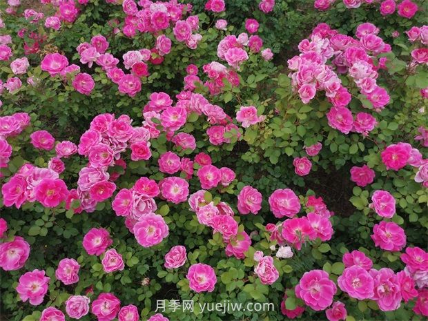 五月份园林绿地养护技术要点(图1) 五月份园林绿地养护技术要点(图1)