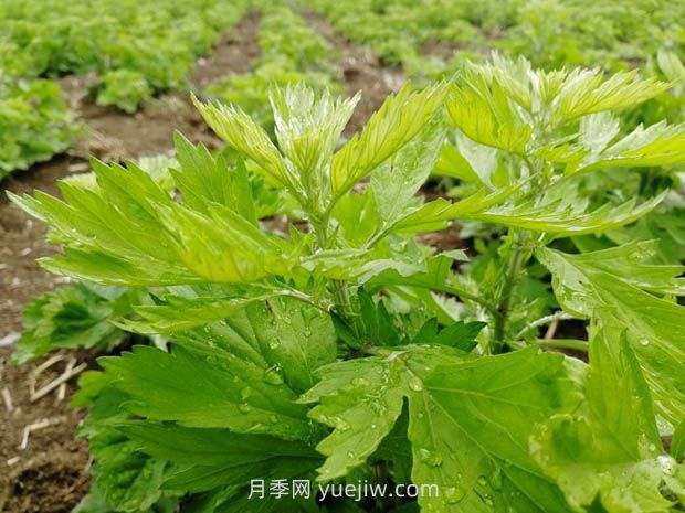 加快南阳艾产业标准化规范化发展,访艾叶攻关组组长(图1) 加快南阳艾产业标准化规范化发展,访艾叶攻关组组长(图1)