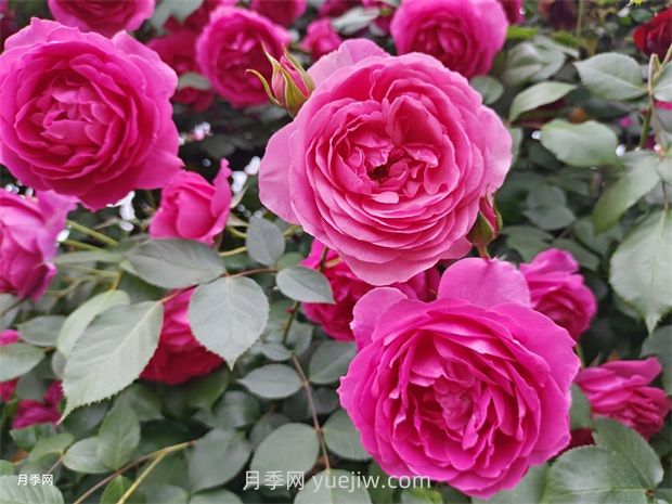 月季花开满堂彩(图1)