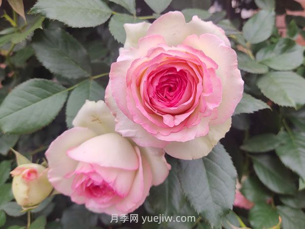 蔷薇和藤蔓月季的区别？(图1)