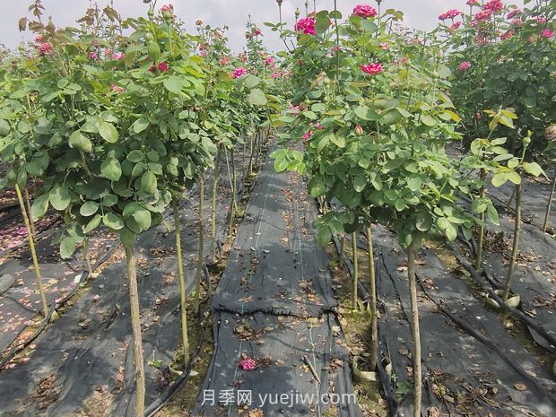 棒棒糖月季怎么养?养护小技巧,越长越旺(图2) 棒棒糖月季怎么养?养护小技巧,越长越旺(图2)