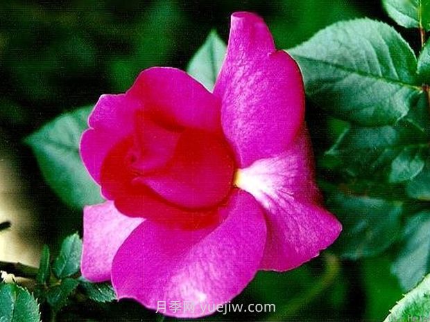 特维吉月季(图1)
