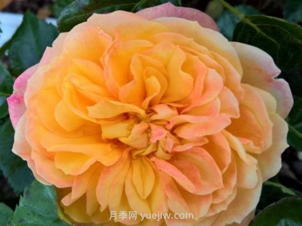 太阳红月季(图1) 太阳红月季(图1)