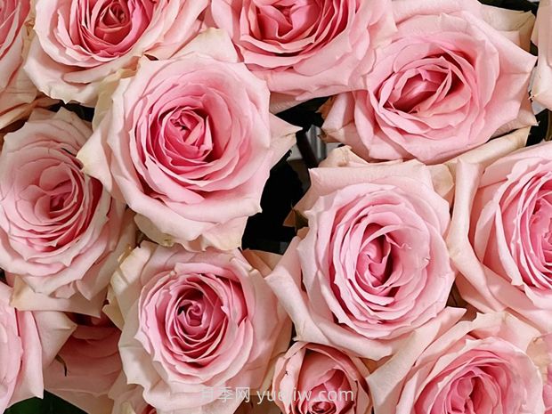 星腮红月季/明星红晕月季(图1)