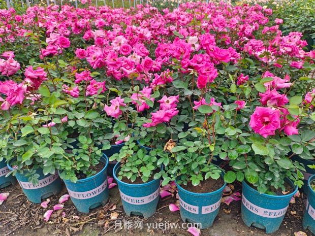 南阳欧月基质加仑盆花批发价(图1) 南阳欧月基质加仑盆花批发价(图1)