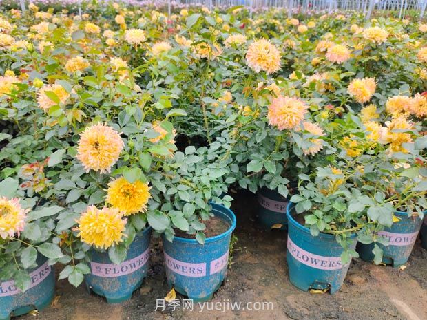 南阳欧月基质加仑盆花批发价(图2) 南阳欧月基质加仑盆花批发价(图2)