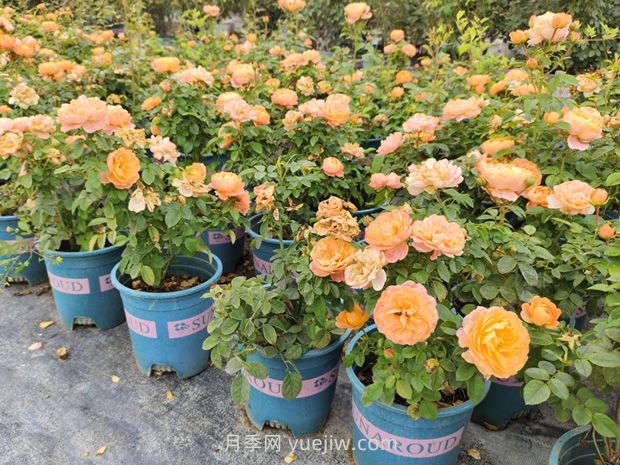 南阳欧月基质加仑盆花批发价(图4) 南阳欧月基质加仑盆花批发价(图4)