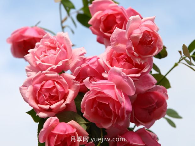 映日荷花月季(图2)