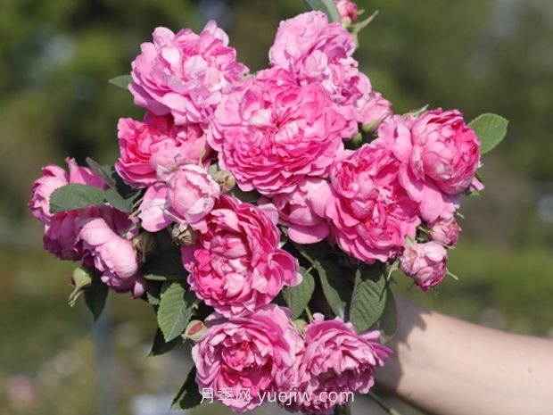 荼薇月季(图1) 荼薇月季(图1)