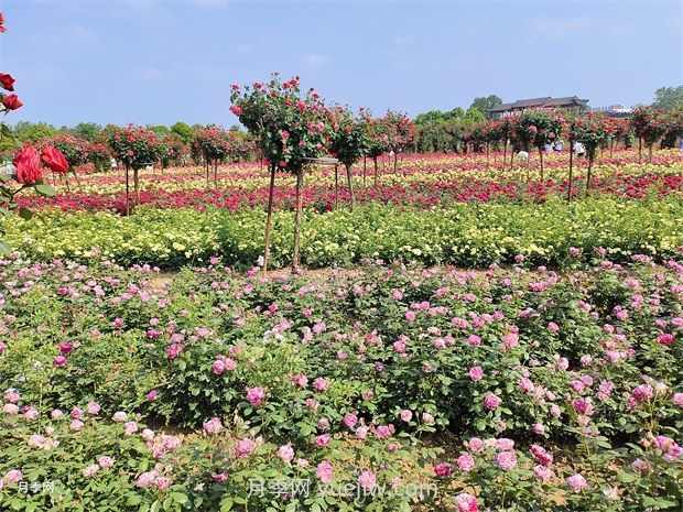 月季产地在哪里?(图1) 月季产地在哪里?(图1)